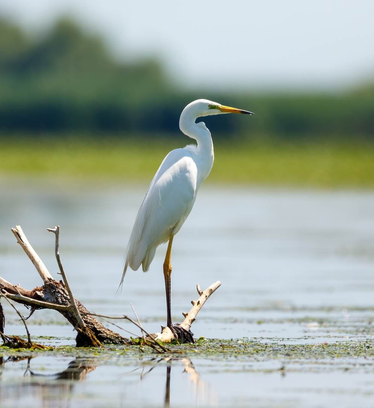 A kōtuku (white heron) standing on driftwood in shallow water